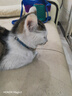 欢宠网猫项圈猫咪铃铛狗狗宠物驱虫除蚤圈除防跳蚤虱子颈脖圈用品 蓝色 实拍图