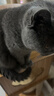 中科拜克猫干扰素重组注射液猫咪猫鼻支疱疹杯状病毒抑制蛋白猫瘟治疗套餐 猫干扰素5支/拆售【针+液】 实拍图