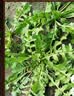 北蔬 荠菜种子苗野外散叶大叶四季蔬菜种籽 北蔬农家荠菜种子10gx3包 实拍图