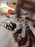 欢宠网猫咪牵引绳猫绳宠物防挣脱可调松紧背心式专用溜遛猫绳子外出用品 实拍图