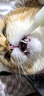 新宠之康宠物精细喂养奶瓶套装新生猫咪狗狗奶瓶奶嘴刷子漏斗量杯组合装 实拍图
