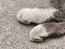 顽皮小金盾猫粮100%鲜肉全价成猫冻干猫粮1.8kg鸭肉配方三重呵护肠胃 实拍图