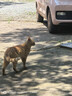 领先猫主食罐头猫咪零食湿粮全价猫粮年货红色礼盒装混合口味85g*30罐 实拍图