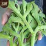北蔬 冰菜种子苗水晶冰草阳台种盆栽四季蔬菜种籽 水晶冰菜种子1000粒 实拍图