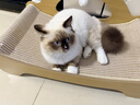 皇家幼猫猫粮 幼猫奶糕 K36 通用粮 4-12月 4.5KG 实拍图