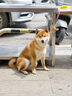 萌宠之星宠物0乳糖羊奶粉400g幼犬奶粉猫咪羊奶粉狗狗奶粉犬猫通用 实拍图