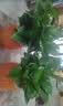 【绿萝盆栽】吸甲醛净化空气水培绿植物懒人花卉好养搬家礼物全 【特惠10盆】绿萝+白色南瓜盆自吸水 整体含盆高度20-25cm 实拍图