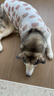 伯纳天纯狗粮中大型犬全价成年犬粮17kg羊肉蔓越莓味 实拍图