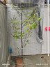 北极狼（BeiJiLang）帐篷3-4人双层全自动液压帐篷户外野营野餐防雨便携式露营装备 实拍图