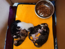 伟嘉幼猫猫粮1.2kg吞拿鱼味布偶蓝猫橘猫加菲英短猫咪夹心粮全价粮 实拍图