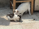 京东京造 浓汤红肉猫罐头金枪鱼混合味85克*24罐 猫零食湿粮补水鱼肉罐 实拍图