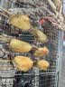 陈村 4种口味组合过桥米线 100g*8袋 免煮米粉粉丝螺蛳粉夜宵方便速食 实拍图