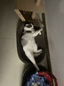 憨仕猫砂豆腐猫砂除臭清新海盐6包14.4kg整箱混合猫砂高分子吸水 实拍图