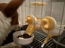 皇佳宠宠物悬挂式喂食器狗狗猫咪饮水机兔子食盆挂笼宠物喝水猫碗狗食盆 实拍图
