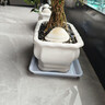 裕轩堂 有孔陶瓷花盆多肉植物白色创意简约风格长方形桌面地面绿植盆 长方形-竹（带塑料托盘） 中号 实拍图