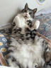 Orijen渴望猫粮 成猫幼猫粮 全价通用无谷原味鸡肉进口7.2kg效期27/2 实拍图