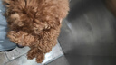 冠能狗粮小型犬成犬狗粮7kg 全价狗粮 添加活性益生菌 实拍图