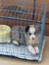 憨憨宠 狗笼猫笼 狗笼子小型犬带厕所幼犬折叠便携猫笼子宠物笼具兔笼 黑色加粗狗丝笼 85*61*71cm【建议35斤内】 实拍图