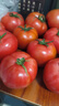 京鲜生 山东普罗旺斯番茄 净重4.5斤 单果125g+ 沙瓤西红柿 源头直发 实拍图