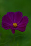 MEKE美科55mmf1.4自动对焦镜头大光圈apc-C半画幅适用微单Z卡口，E卡口，X卡口 索尼E口【基础套餐】 实拍图