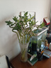 花翁富贵竹水培绿植招财转运室内客厅水养花卉盆栽植物文昌竹源头直发 实拍图