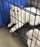 欢宠网猫玩具猫咪猫隧道彩虹钻洞袋子迷宫通道逗猫自嗨神器解闷猫猫小猫 实拍图