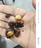 【新人专享】碗莲种七彩水培花卉水养四季莲花荷花种莲藕水培莲子 开口/混色 20粒+生根粉 实拍图