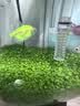 疯狂水草（FKSC）鱼缸除藻剂去苔剂青苔清除剂700ml鱼缸清洁神器绿水绿藻类金鱼藻 实拍图