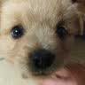 荣郁中华田园犬黑犬黄狗白狗虎斑四眼铁包金土狗幼犬活体 田园级 黄狗 母 实拍图