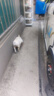 皇家狗粮 斗牛犬成犬狗粮 犬粮 宠物中型犬 FBA26 全价犬粮 ≥12月3KG 实拍图