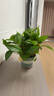 京东绿植绿萝盆栽除甲醛花卉绿植办公室新房净化空气180加仑4盆装源头直 实拍图
