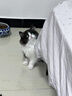 凯锐思豆腐猫砂除味猫沙豆腐砂豆腐渣低粉尘大颗粒结团吸水可冲厕所 【性价比豆腐砂8包】共36.8斤 实拍图