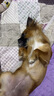 疯狂小狗狗罐头营养湿粮拌饭罐柯基泰迪成犬幼犬狗狗零食24罐 实拍图