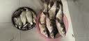 天元邓刚浮钓鲢鳙450g大头鱼饵料鲢鳙鱼饵钓鱼饵料 天元邓刚浮钓鲢鳙  3包 实拍图