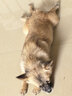 皇家狗粮 幼犬狗粮 犬粮 通用犬型 A3 通用粮 2-12月 3KG 实拍图