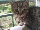 欢宠网猫项圈猫咪铃铛狗狗宠物驱虫除蚤圈除防跳蚤虱子颈脖圈用品 蓝色 实拍图