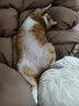 圣奥5%葡萄糖注射液宠物猪羊猫狗兔兽用补充体液营养补水脱水输液 实拍图