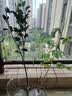 CHUANGSHIJI树莓苗双季树莓覆盆子树苗黄红树莓苗南方北方种植盆栽地栽果树苗 秋福双季【当年结果】 60cm(含)-69cm(含) 实拍图