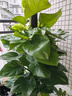 叹为观止大型植物发财树各种大颗盆栽开业乔迁客厅办公室内好养大型花卉 大叶绿萝【1.2-1.4米】 含盆 实拍图