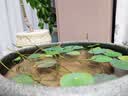 寿禾 碗莲种子已开口水培鱼缸装饰好养四季开花 碗莲2包20粒(10粒/包) 实拍图