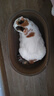 领先烘焙猫粮鲜鸡肉羊奶低温幼猫成猫猫粮6.18kg（1.5kg*4+180g） 实拍图