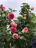 中稳堂牛角刮痧板经络刷面部脸部提拉颈背腿部全身按摩神器可搭刮痧精油 实拍图
