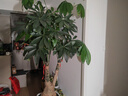 三思植物补光灯仿太阳室内全光谱展翅植物生长灯多肉LED补光灯鱼缸灯 【带调节支架】60W全光谱 实拍图