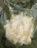 babycare山茶花一次性内裤女孕妇月子日抛出差旅行XXL码15条【安全灭菌】 实拍图