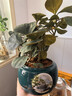 格调生活小盼菩提树盆栽绿植物室内花盆景办公室桌面观叶四季客厅好养活树 特大盼菩提（带果发货）绿迎客松陶瓷 带盆栽好 实拍图