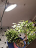 精忠报国植物补光灯大棚蔬菜花卉led室内绿植专用仿太阳全光谱园林生长灯 【仿太阳全光谱补光灯】白-30W 配3米灯头线 实拍图