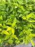 卡乐比（Calbee）薯条 海苔味75g 独立小包装薯片 薯条三兄弟 休闲小吃解馋小零食 实拍图