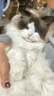 instinct天然百利猫粮进口无谷鸡肉幼猫成猫全猫通用粮11磅/5kg【27.5】 实拍图