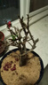 红梅盆景老桩盆栽原生梅花植物盆栽室内绿植耐寒浓香型乌梅不含盆 红梅8年盆景（今年冬天开花） 实拍图