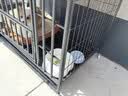 憨憨宠 狗笼 狗笼子中大型犬小型犬带厕所加粗加固金毛拉布拉多方管笼子 黑浮银94*64*83.5CM含轮高度 65斤内适用 实拍图